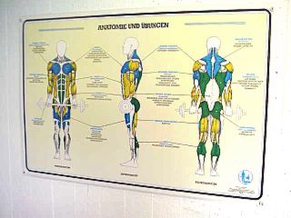 Wandbild / Anatomie und bungen